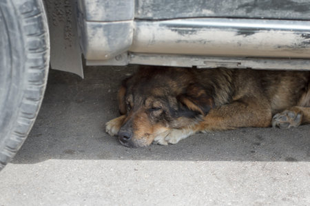 Dog sleeping under a car, covering from a sunlight, outdoor horizontal shotの写真素材