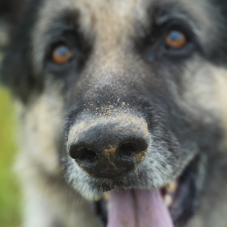 Portrait of a shepherd dog with a tilted head and serious gaze, focus on the dirty snout, outdoor square shotの写真素材
