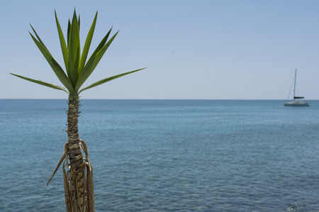 Palm tree in focus, vessel in an open sea in the blurred backgroundの写真素材