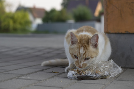 Stray red cat eating leftovers on the street, closeup outdoor shot with blurred backgroundの写真素材