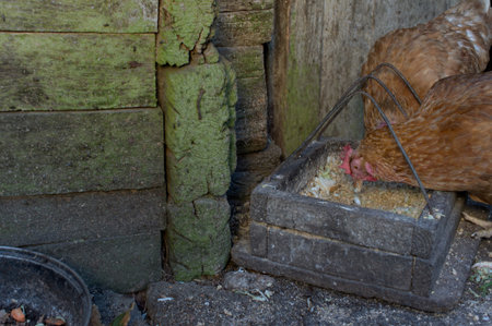 Two hens eating in a rural poultry house, indoor mix light shotの写真素材