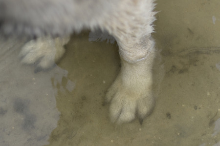 Paws of a dog standing in water, cooling oneself, overhead shot with selective focusの写真素材