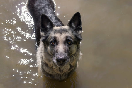 Wet dog standing in the water, looking at camera, outdoor shot, glare on water