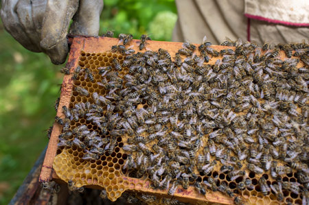 Beekeeper demonstrates honeycomb and bees on it, outddoor cropped shot