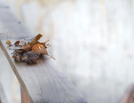 Bunch of autumn leaves and small cones on the wet railing of the bridge, outdoor shot with shallow...