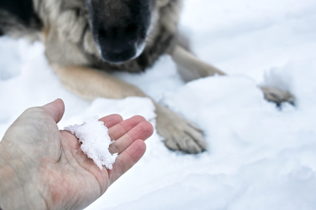 Male hand stretching out with snow, inviting a dog to play, outdoor shot with selective focusの写真素材