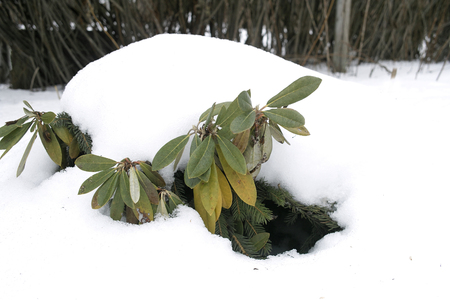 Green plant covered with snow in the garden, outdoor horizontal shotの写真素材