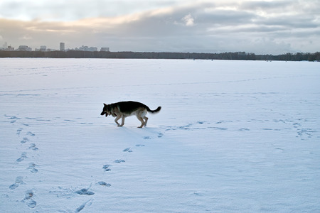 Dog running through snow or frozen lake, city scape in the backgroundの写真素材