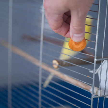 Male hand with chopped carrot feeding a bird sitting on a perch, square shot with selective focus