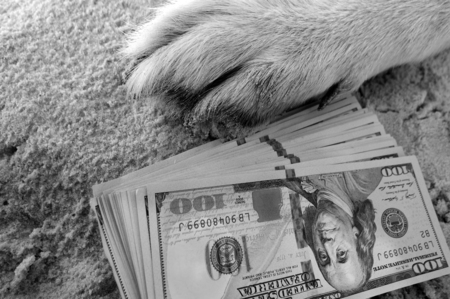 Bundle of cash next to a dog"s leg, concept of money safety, in black and whiteの写真素材