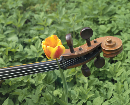 Cello laid on a flowerbed and a single beautiful tulip growing up, outdoor shot, concept of the artsの写真素材