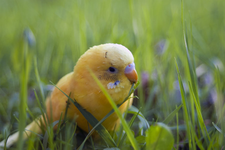 A small pet budgie munching  seeding grass in a garden, outdoor macro shot with a shallow depth of fieldの写真素材