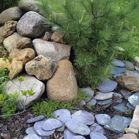 Closeup of a garden with stones and small pine treeの写真素材