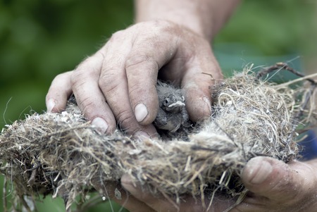 Small chick in male hands, selective focus closeup, concept of nature careの写真素材