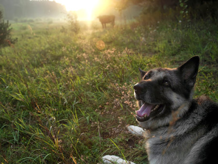 A shepherd dog herding a cow, outdoor sunset scene with blurred background. Filtered shot