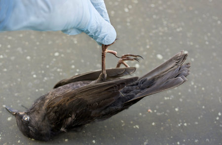 Hand of a vet wearing surgical glove holding a dead bird, shallow depth of field shot