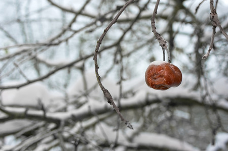 Closeup of an frozen apple hanging on the branch covered with snow, selective focus outdoor filtered shotの写真素材