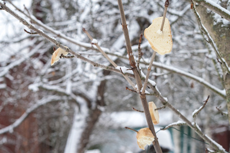 Pieces of loaf pinned to a tree in a winter garden, shallow depth of field shotの写真素材