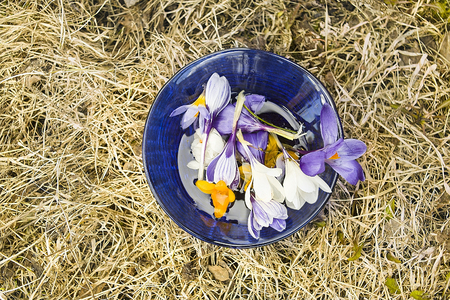 Blue round vase with early spring flowers placed on the dry grass, overhead shotの写真素材