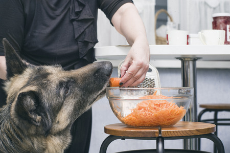 A dog asking for carrots, while female slicing it on grater, closeup filtered shotの写真素材