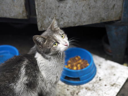 Stray cat with a dirty hair sitting near a food bowl on the floorの写真素材