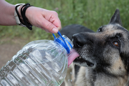 Bottle of water in female hands and a dog drinking water, outdoor closeupの写真素材