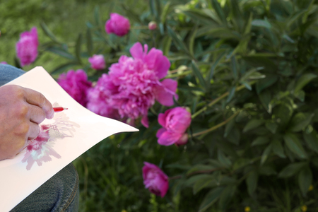 An artist hand sketching red peonies in a park, cropped outdoor photoの写真素材