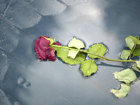 Abandoned Rose On Tableの写真素材