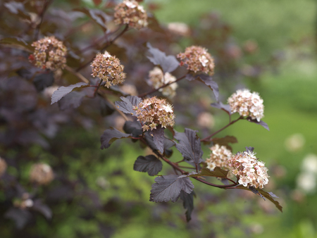 Beautiful shrub physocarpus with flowers, shallow depth of fieldの写真素材