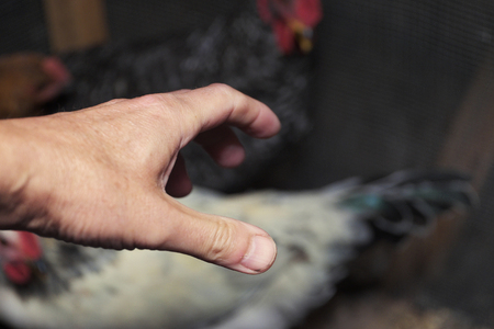 Thief hand about to steal a chicken in the chicken coop. Selective focus closeupの写真素材