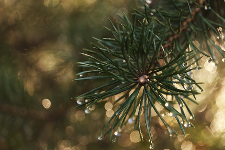 Morning dew on the pine tree needles, macro photo with shallow depth of field. Filtered imageの写真素材