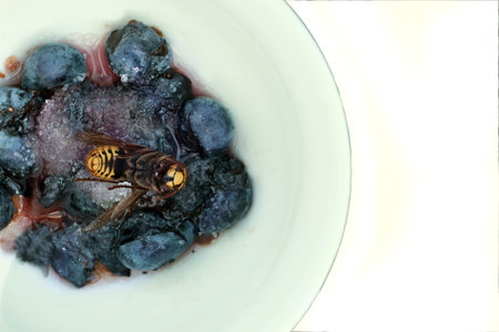 Dead Wasp On Jamの写真素材