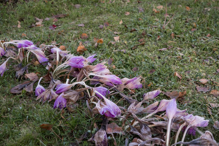 Beautiful dead frozen flowers on the flowerbedの写真素材
