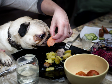 Female hand holding tomato next to the pug face, a table with various food in the backgroundの写真素材