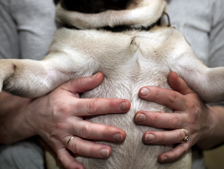 Female hands holding a small breed dog or puppy, closeup cropped imageの写真素材