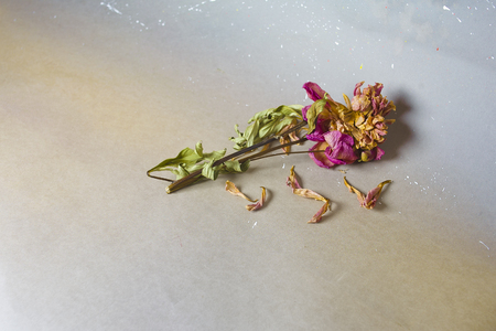 Withered Flower On Paperの写真素材