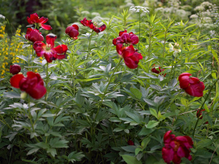 Bunch of red poppy flowers ina garden, shallow depth of field closeupの写真素材