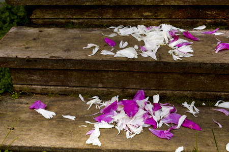Rose Petals On Floorの写真素材