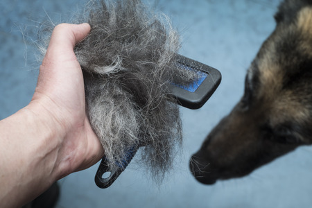 Male hand with pet comb full of dog hair, a dog head in the blurred backgroundの写真素材