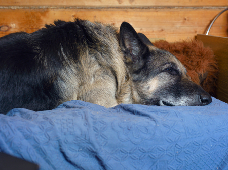 Shepherd dog dozing on a sofa, indoor closeupの写真素材