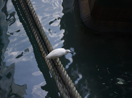 A lonely heron sitting on a rope next to vessel, outdoor shotの写真素材