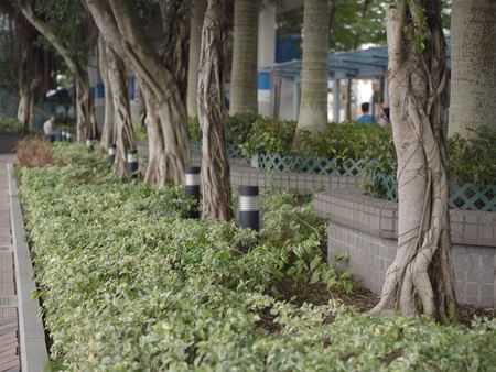 Trees growing in a city park, outdoor cropped shotの写真素材