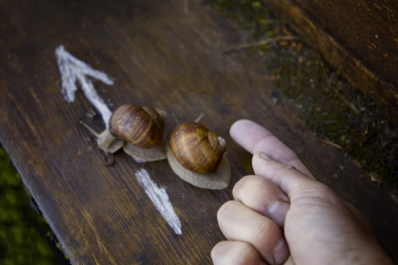 Human hand showing direction to snails crawling togetherの写真素材
