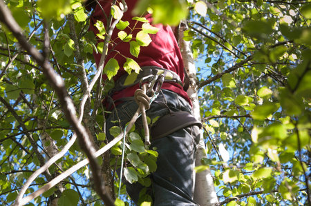 A man climbing tree with safety cable, outdoor cropped shot