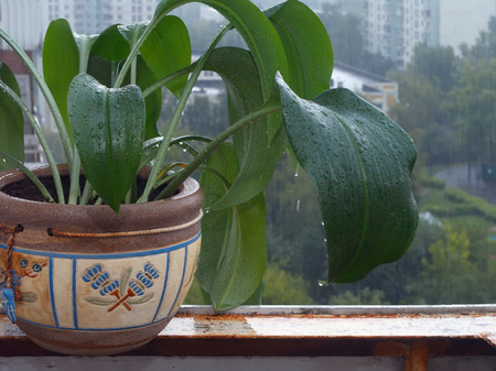 A flower pot on a balcony under rain and a city in the blurred backgroundの写真素材