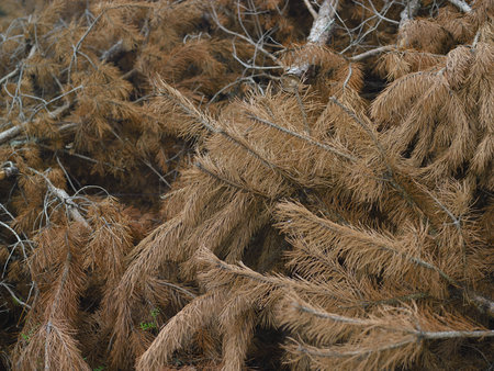 Outdoor closeup of the freshly pine tree cut