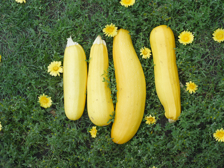 A bunch of fresh zucchini and flowers on the grass, above viewの写真素材
