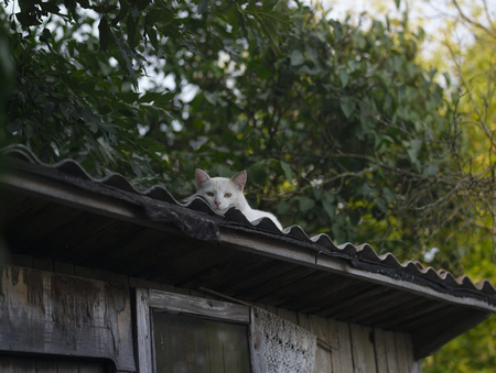 A cat hiding or hunting on a barn top, outdoor shotの写真素材