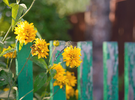 A dragonfly sitting on the autumn flowers, shallow depth of field outdoor shotの写真素材