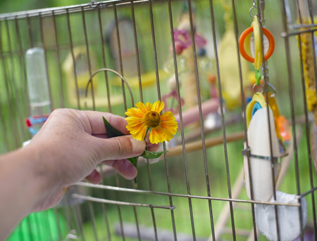 Human hand with flower next to a parrot cage, outdoor closeupの写真素材